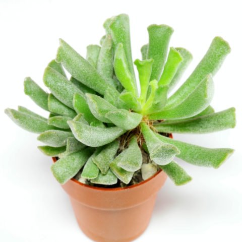 Adromischus cristatus var. clavifolius