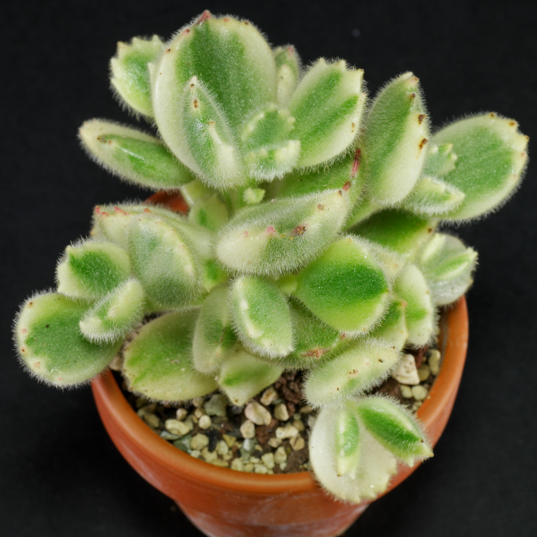 Cotyledon tomentosa Variegata