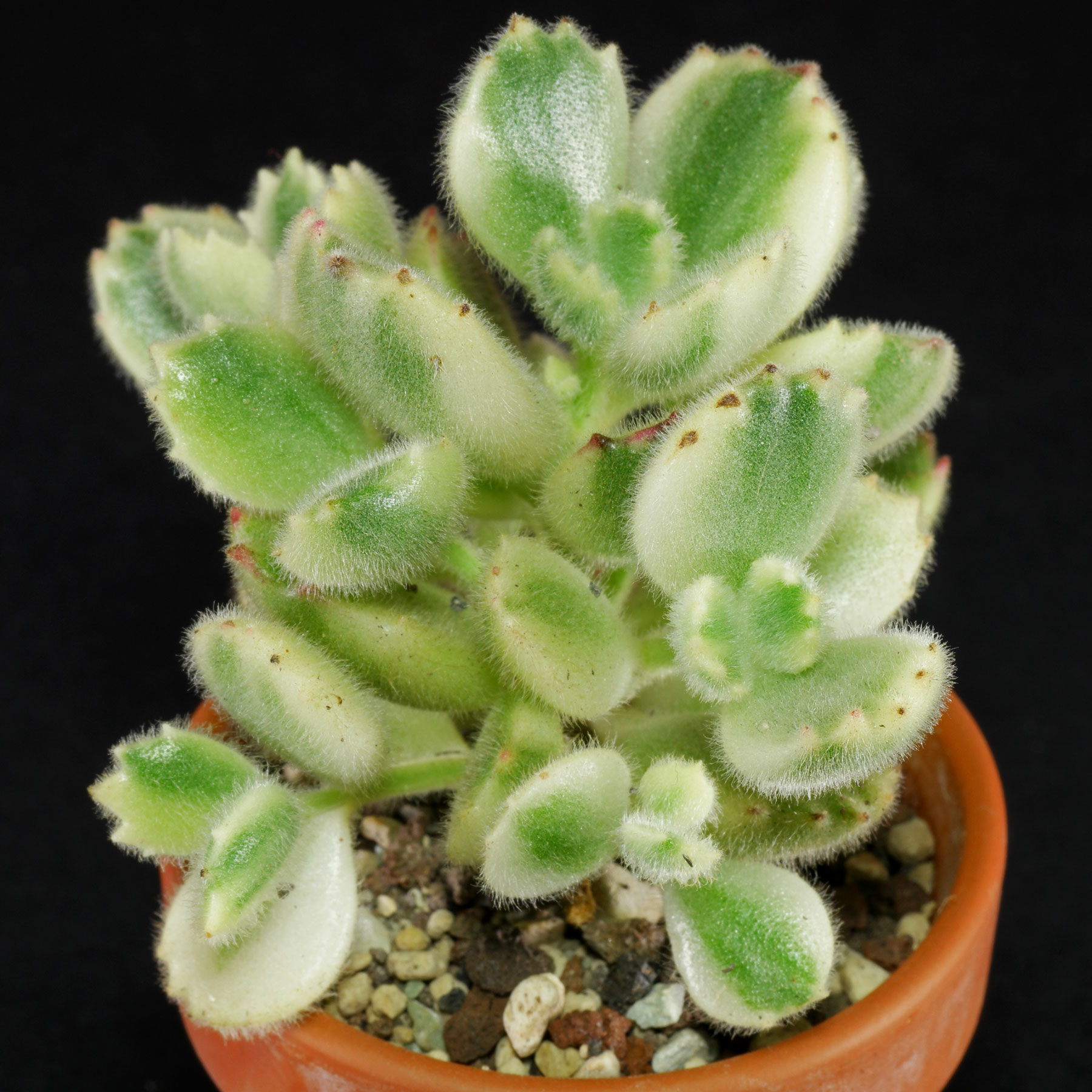 Cotyledon tomentosa Variegata