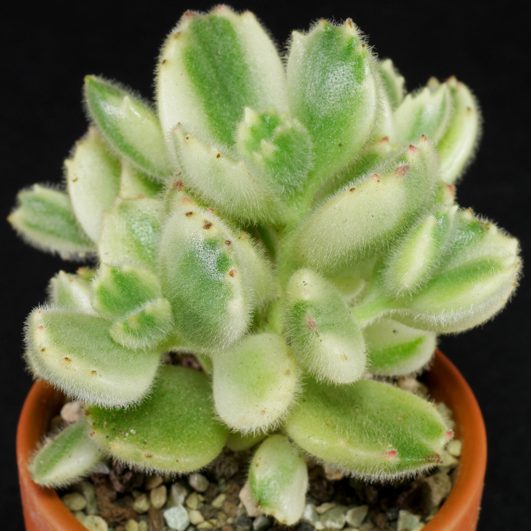 Cotyledon tomentosa Variegata