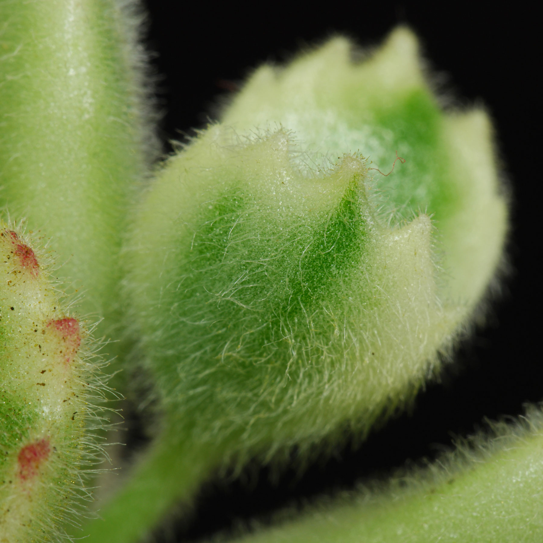 Cotyledon tomentosa Variegata