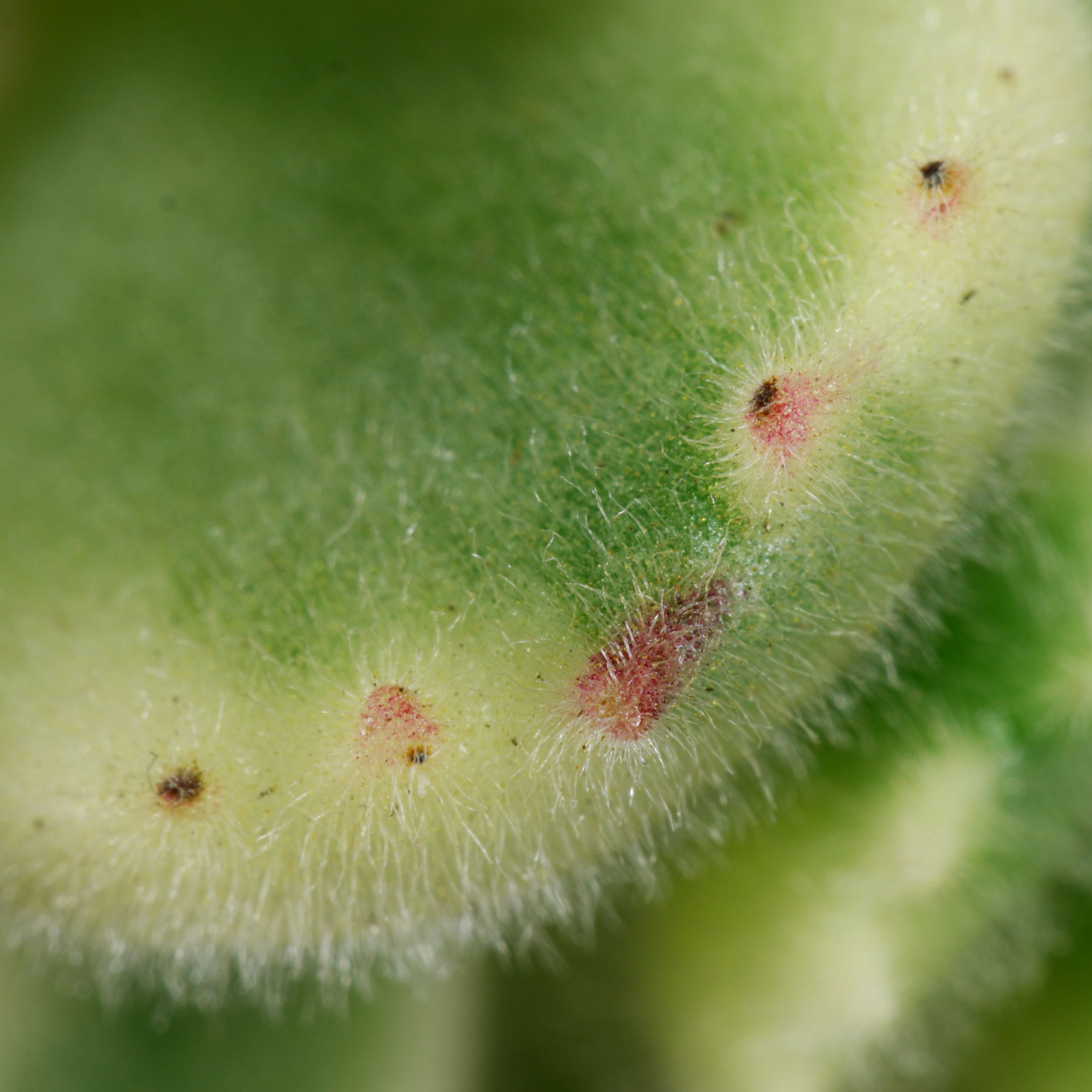 Cotyledon tomentosa Variegata