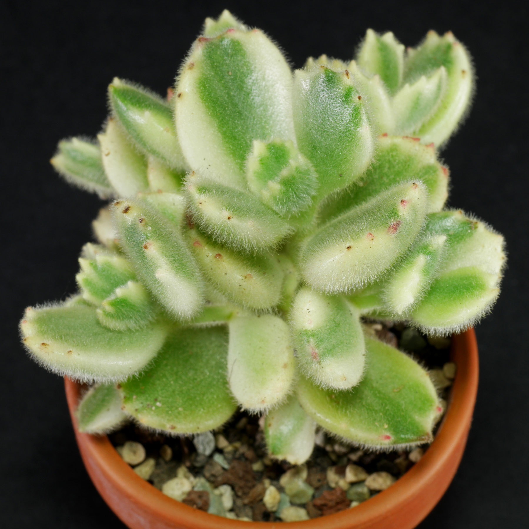 Cotyledon tomentosa Variegata