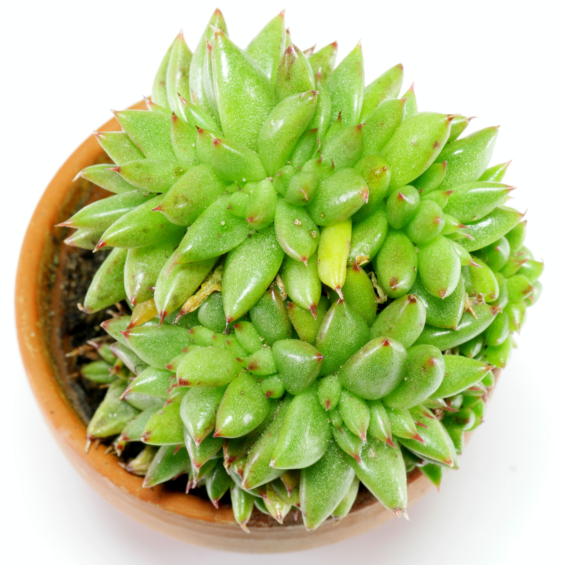 Echeveria agavoides Cristata