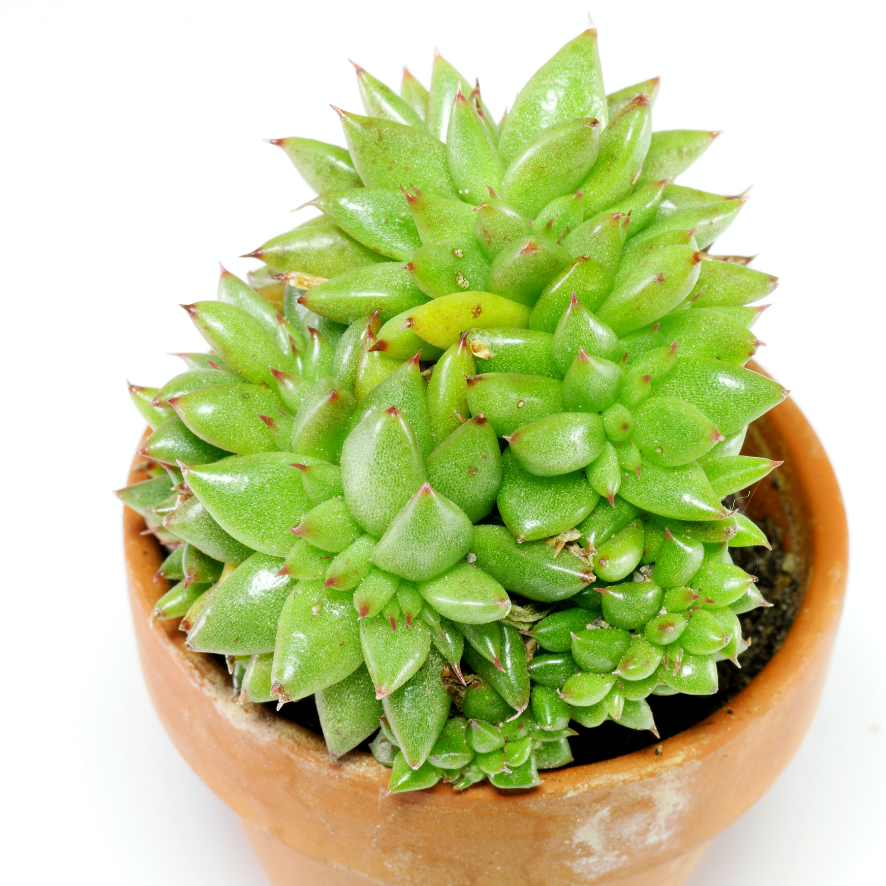 Echeveria agavoides Cristata