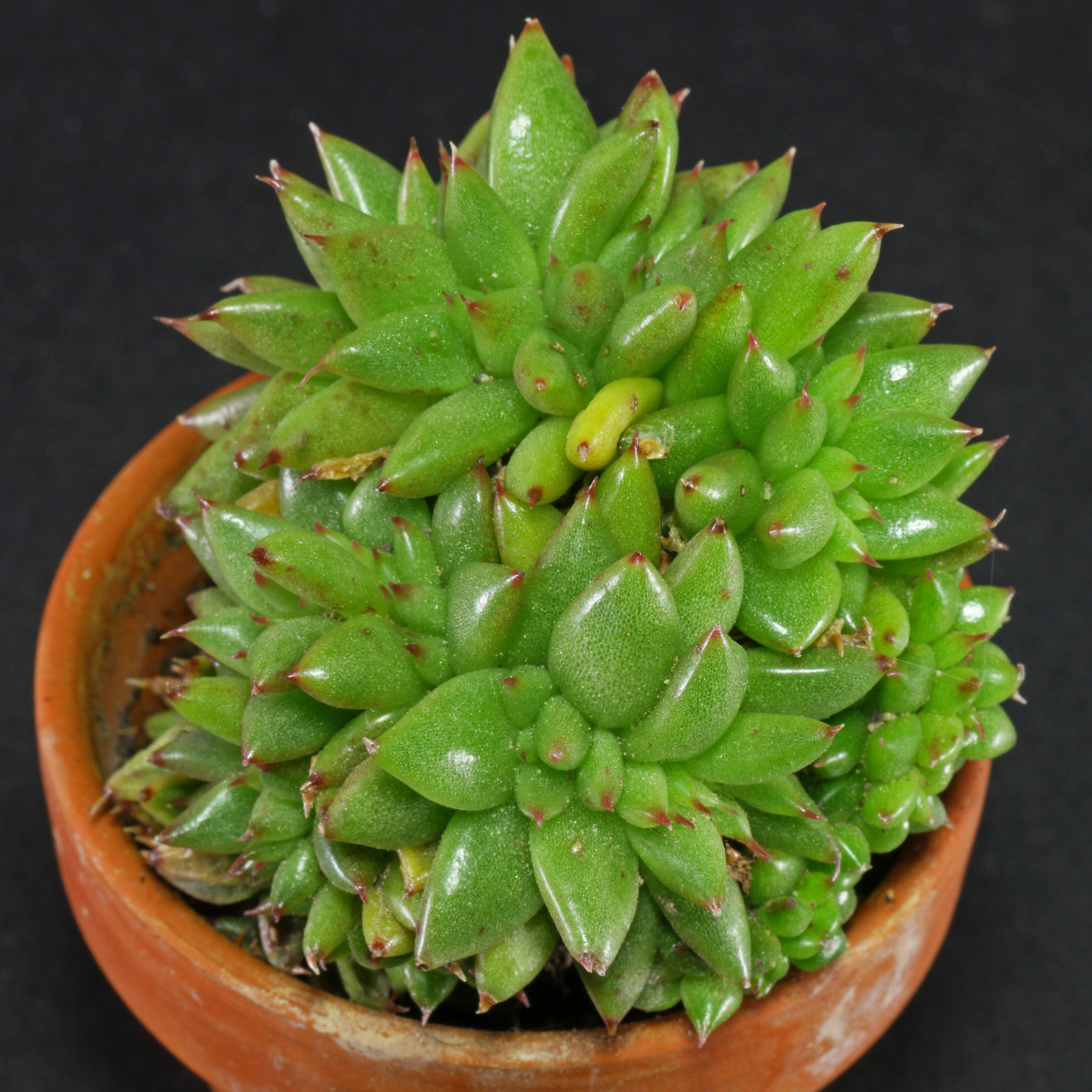 Echeveria agavoides Cristata