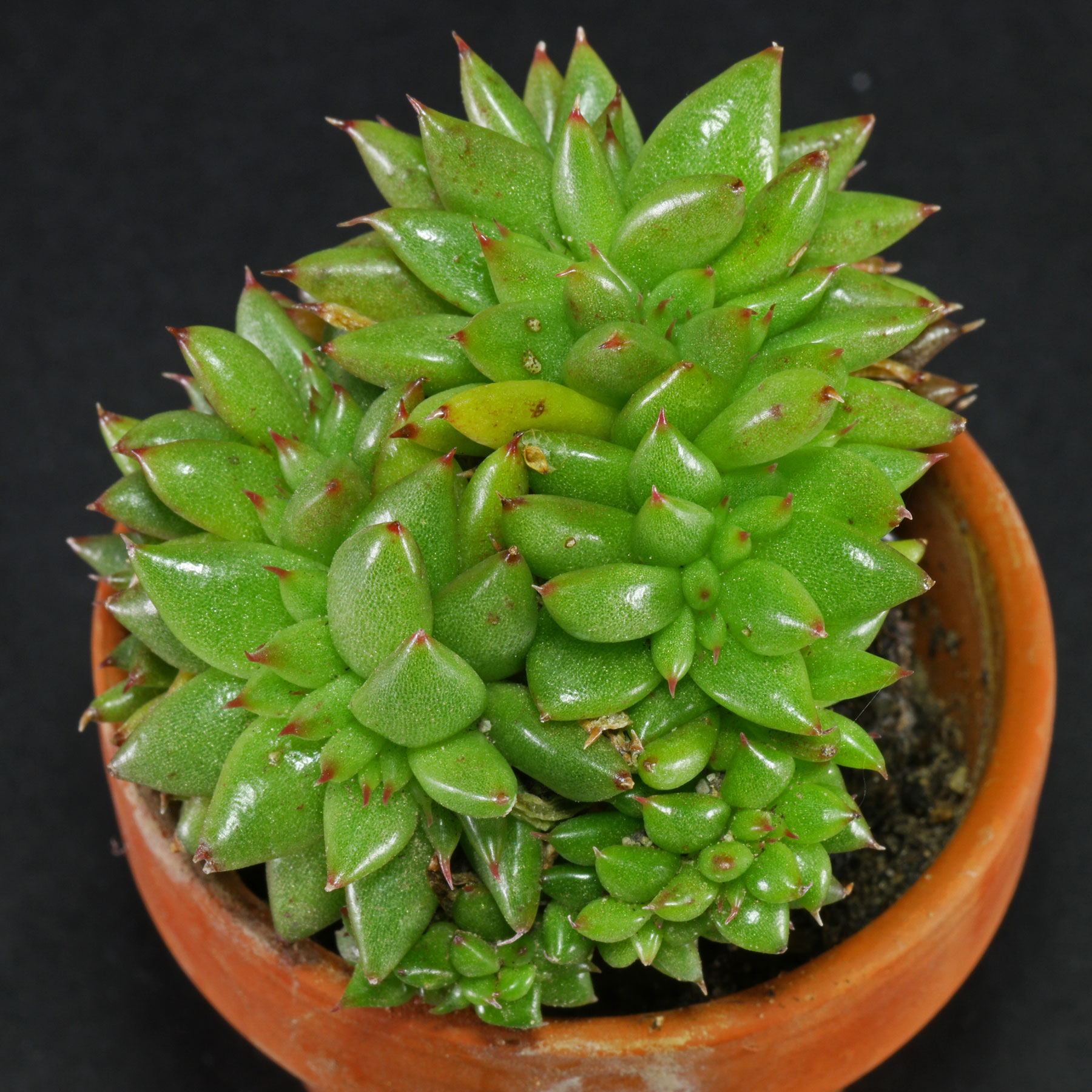 Echeveria agavoides Cristata