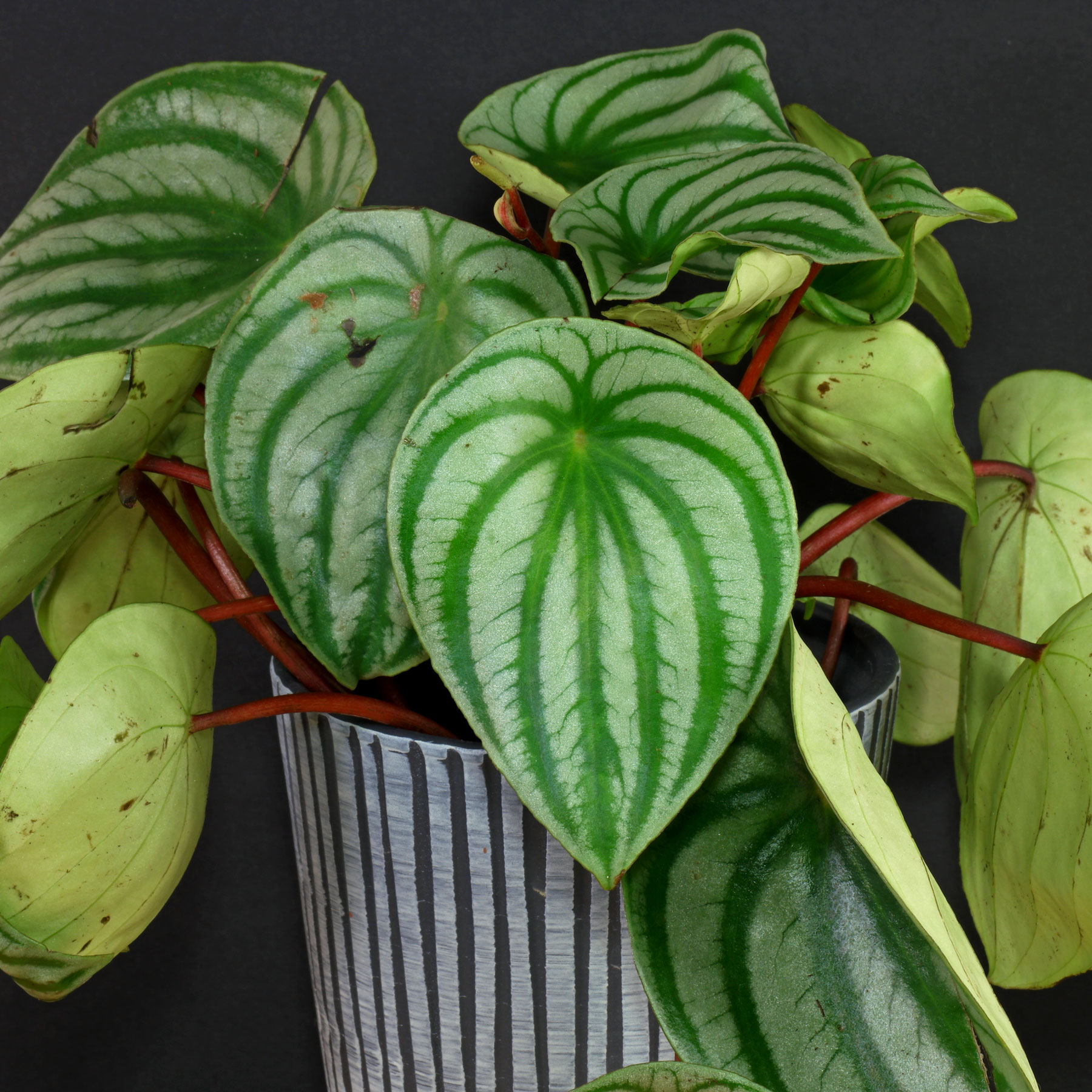 Peperomia argyreia