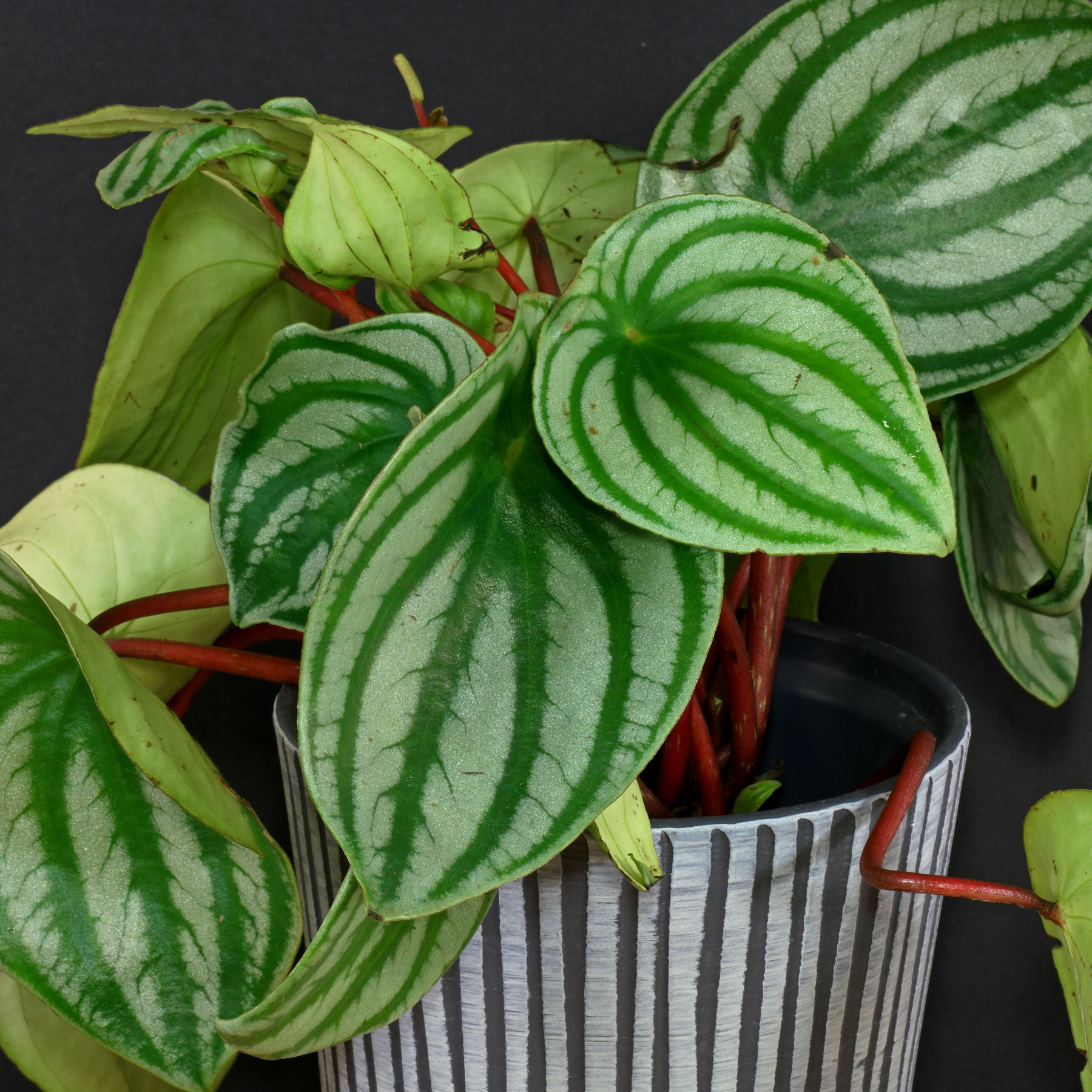 Peperomia argyreia