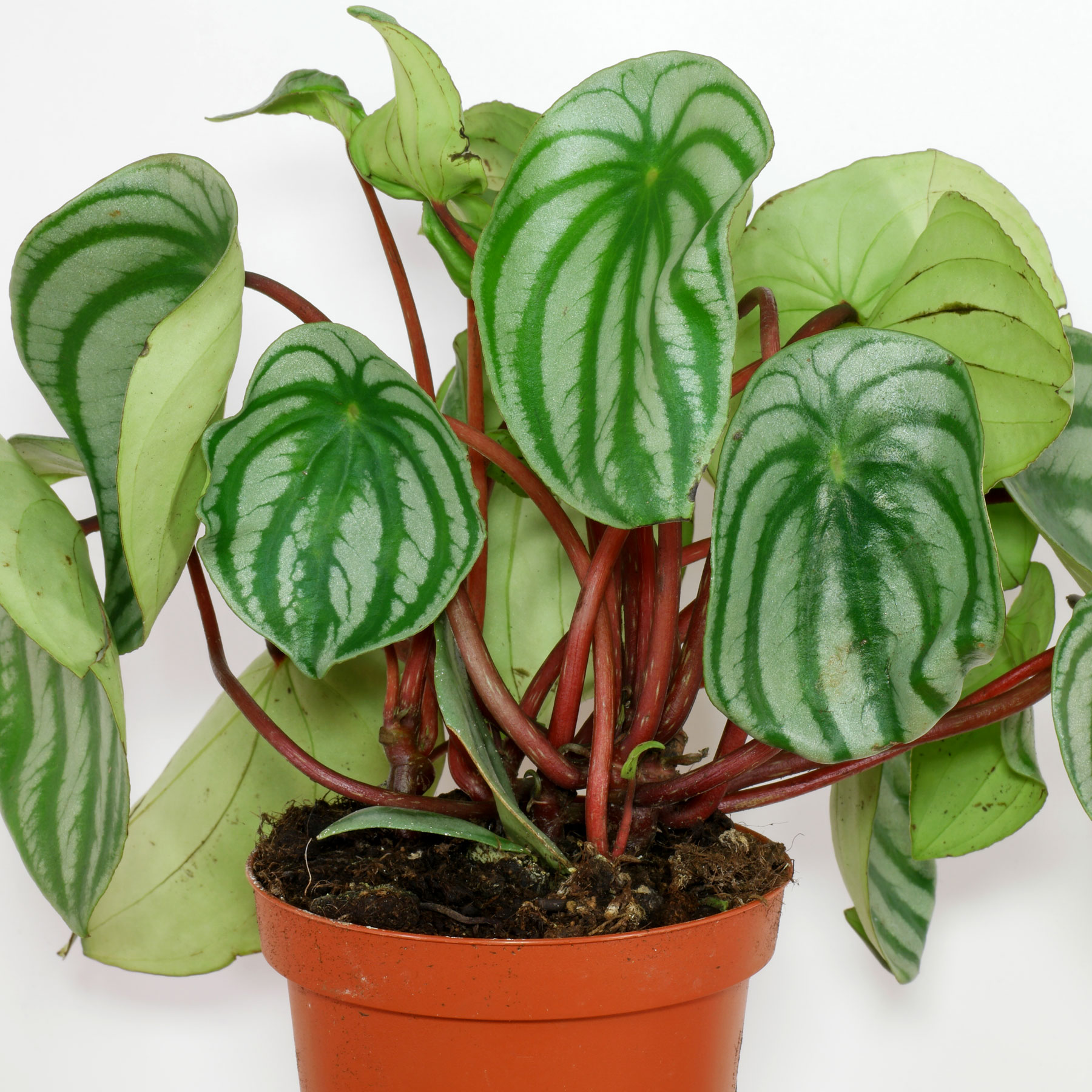 Peperomia argyreia