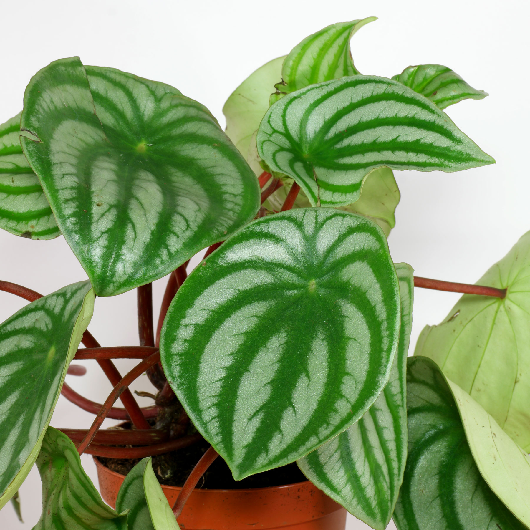 Peperomia argyreia