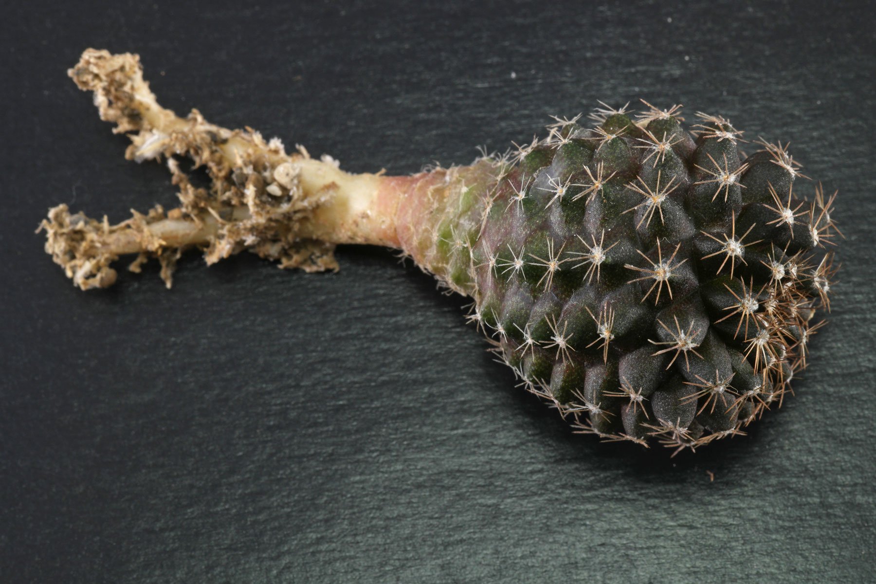 Copiapoa humilis subsp. tenuissima