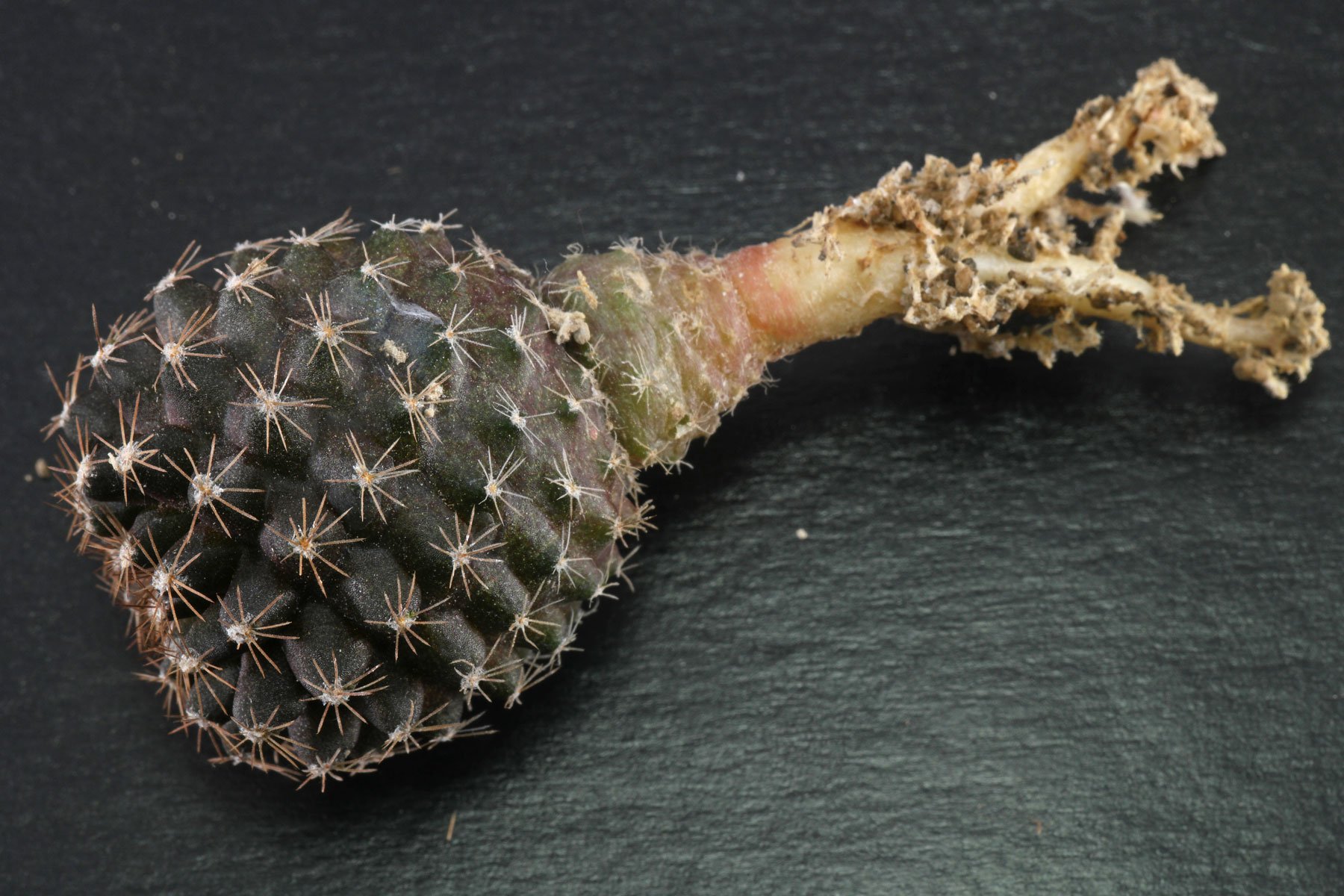 Copiapoa humilis subsp. tenuissima