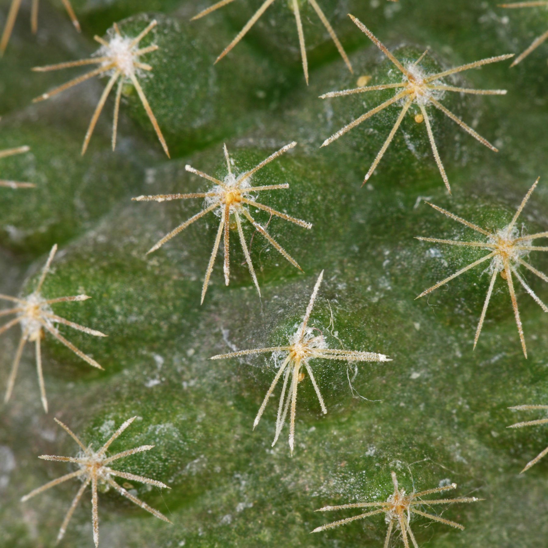 Copiapoa humilis subsp. tenuissima