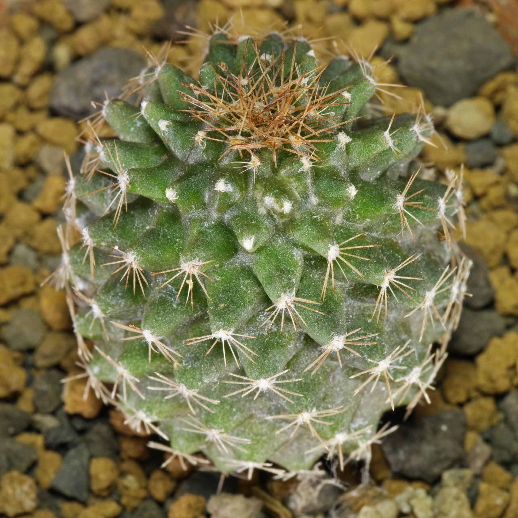 Copiapoa humilis subsp. tenuissima