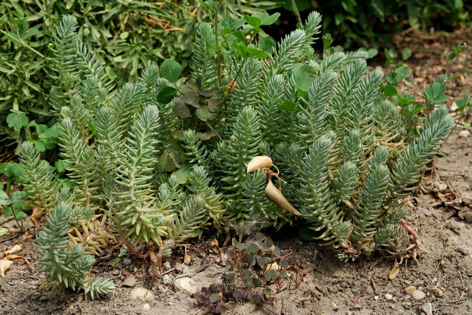 Sedum rupestre