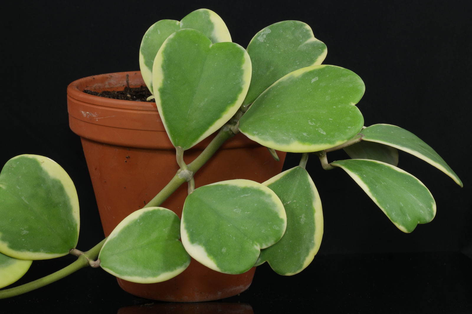 Hoya kerrii Variegata