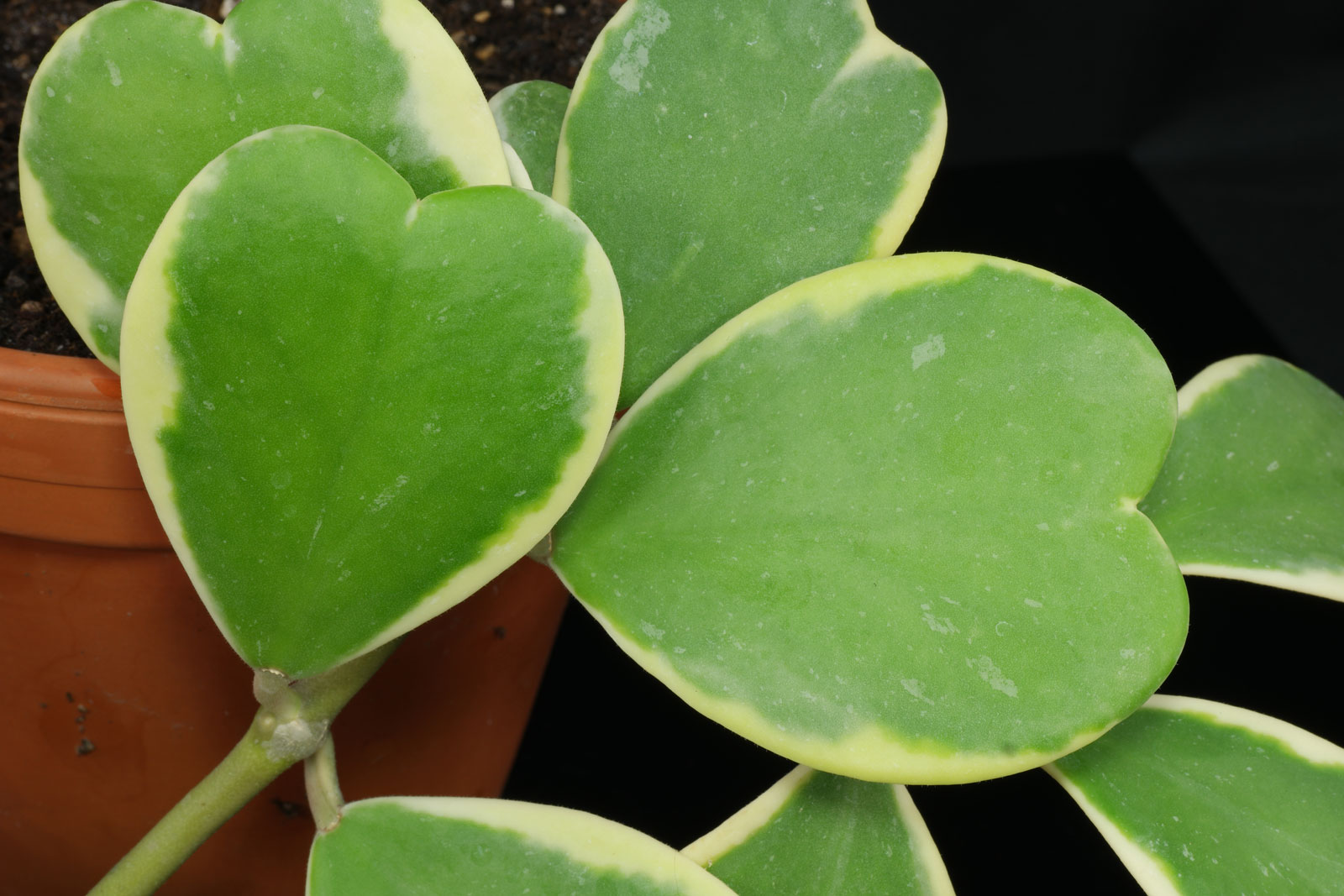 Hoya kerrii Variegata