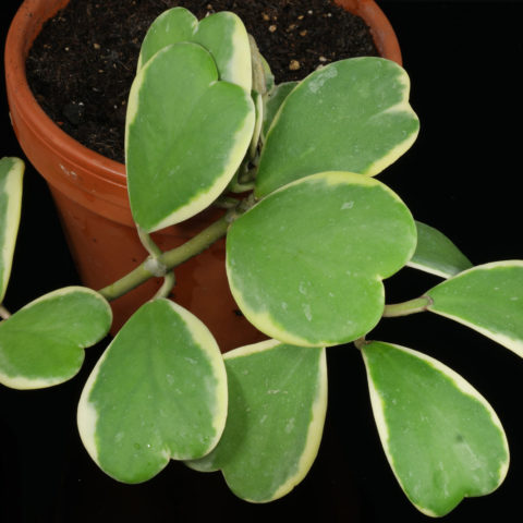 Hoya kerrii Variegata