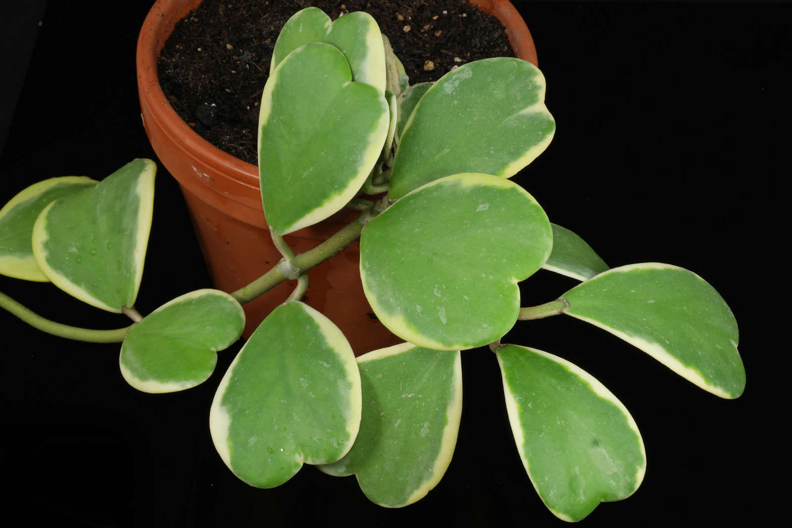 Hoya kerrii Variegata