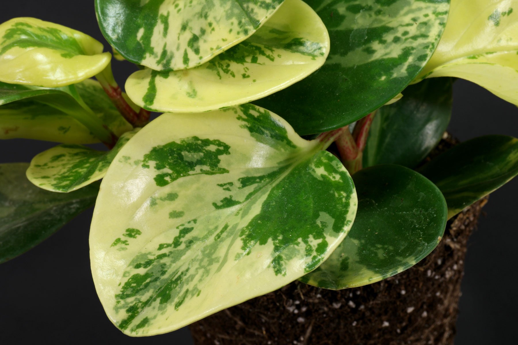 Peperomia obtusifolia Variegata