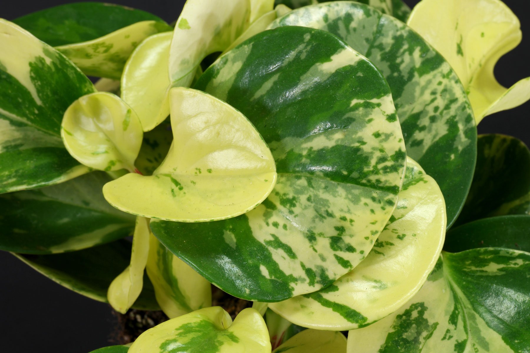 Peperomia obtusifolia Variegata