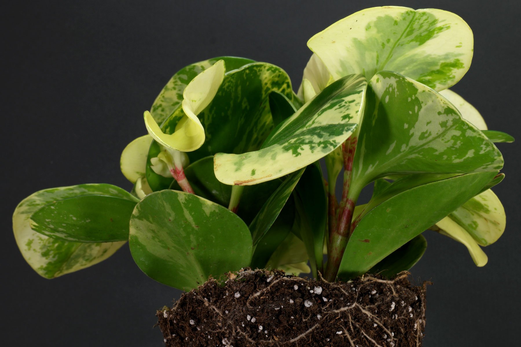 Peperomia obtusifolia Variegata