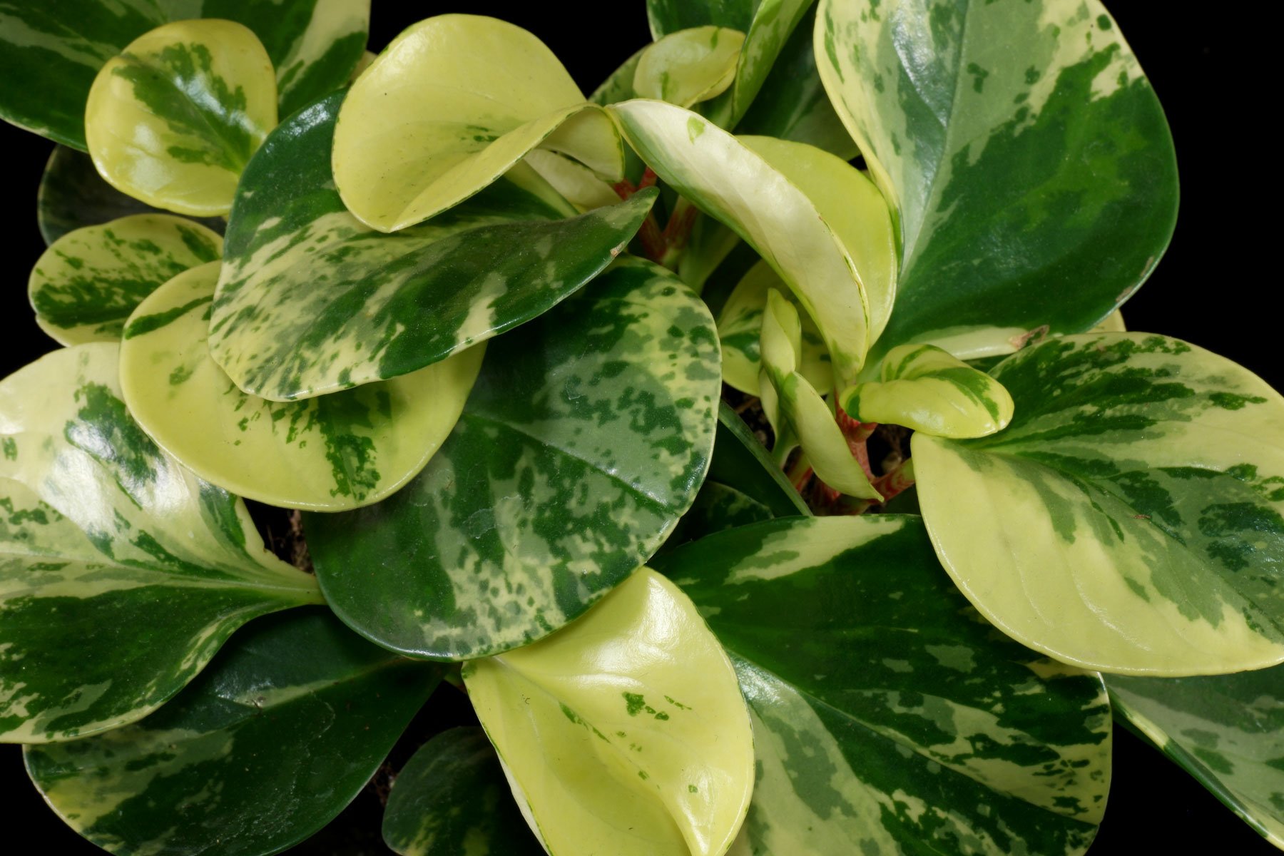 Peperomia obtusifolia Variegata