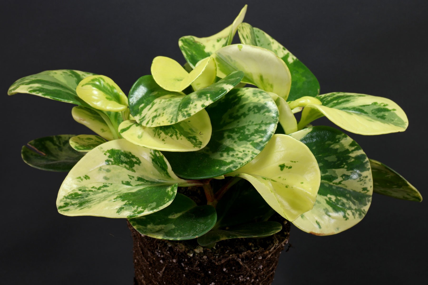 Peperomia obtusifolia Variegata