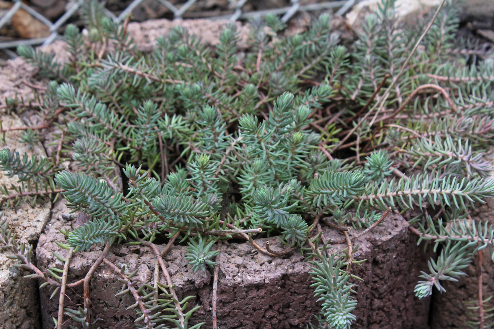 Sedum rupestre