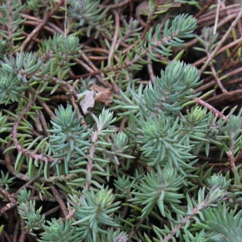 Sedum rupestre