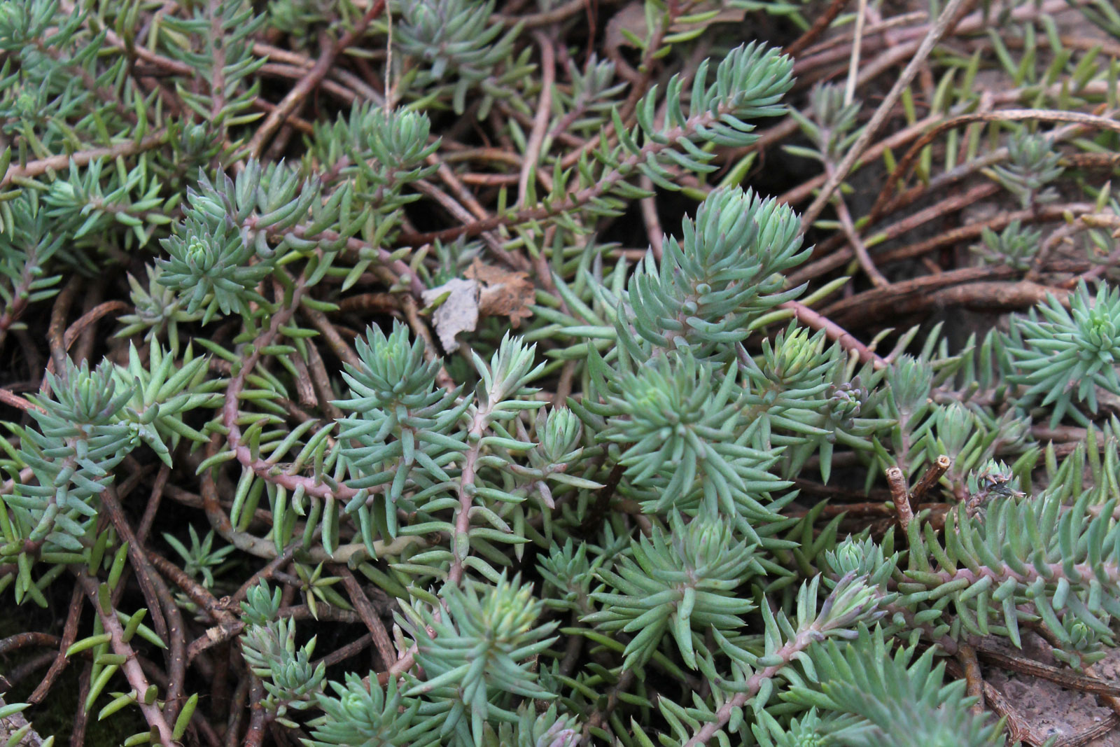 Sedum rupestre