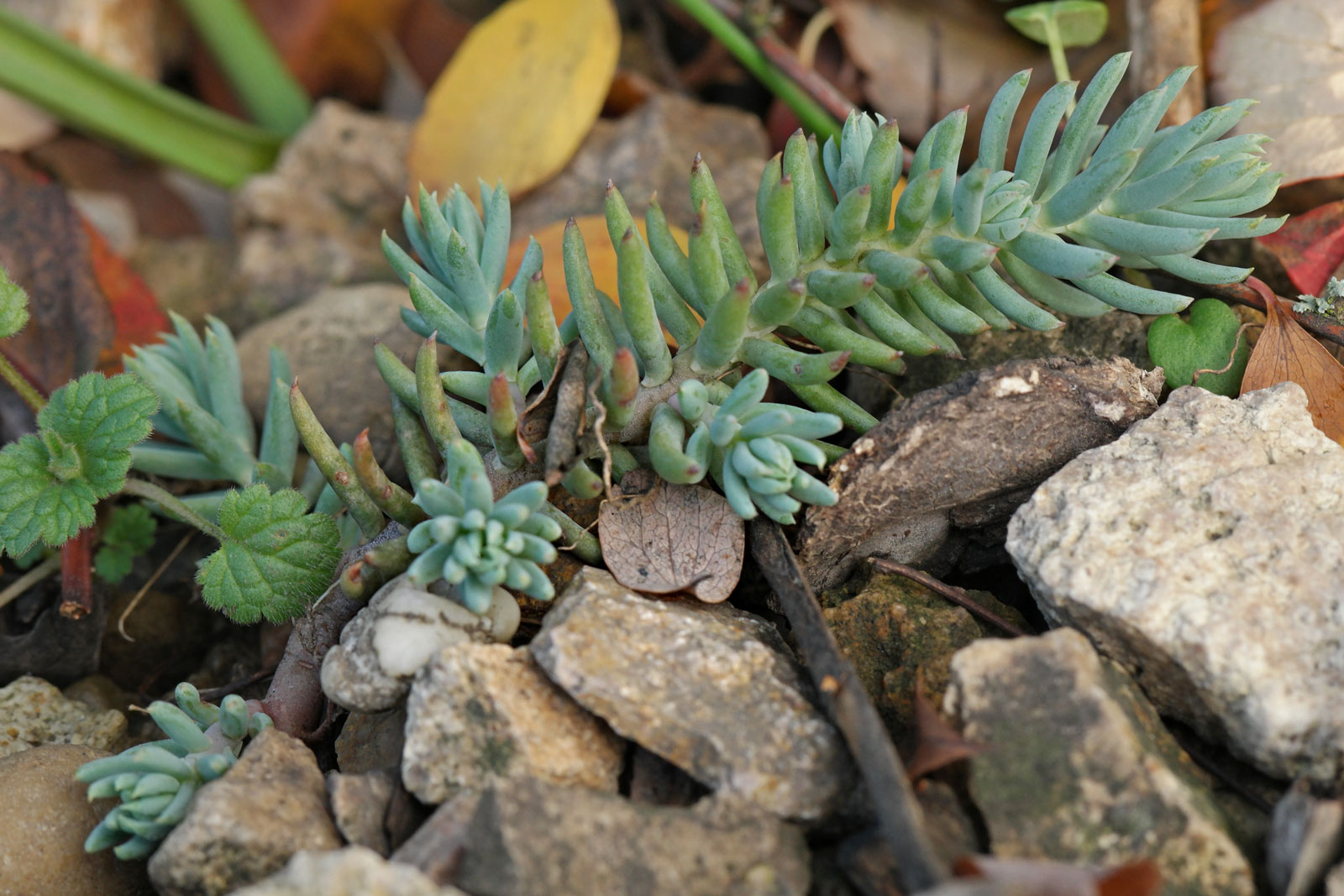 Sedum rupestre