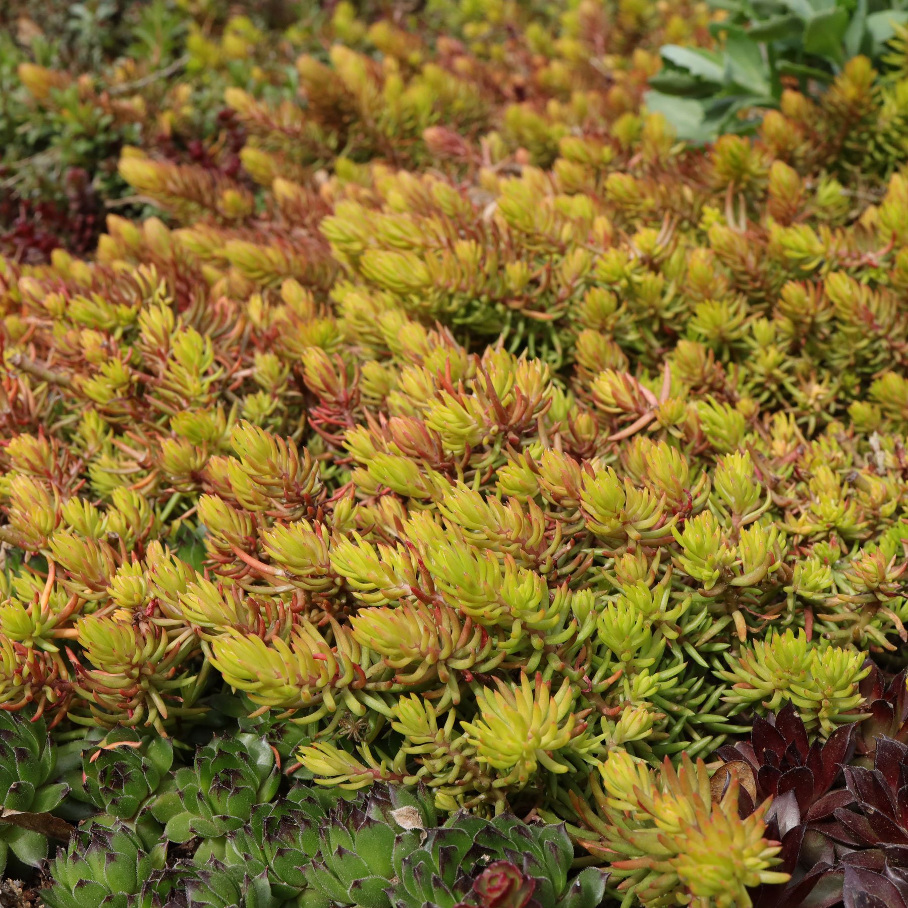 Sedum rupestre Angelina