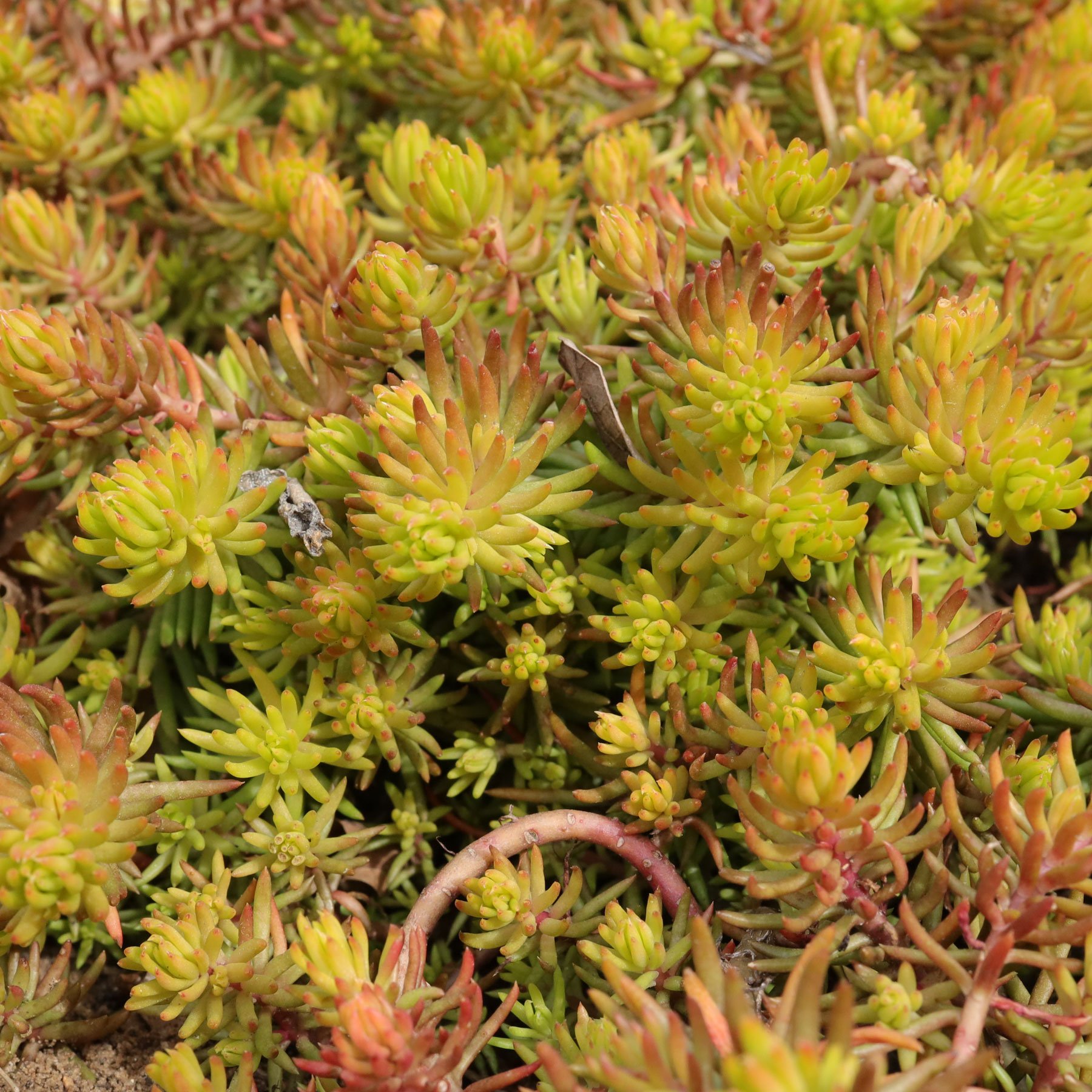 Sedum rupestre Angelina