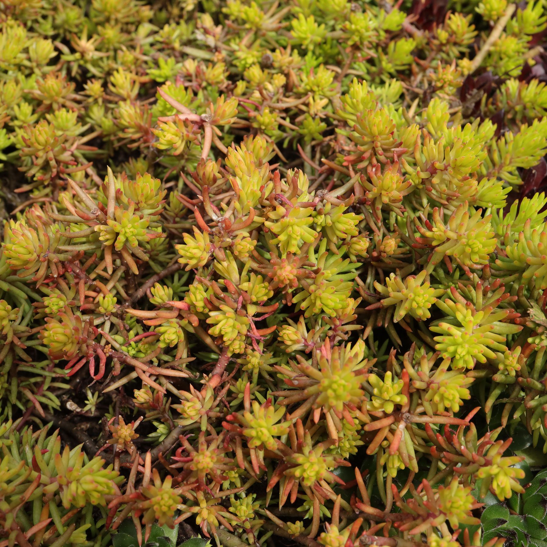 Sedum rupestre Angelina