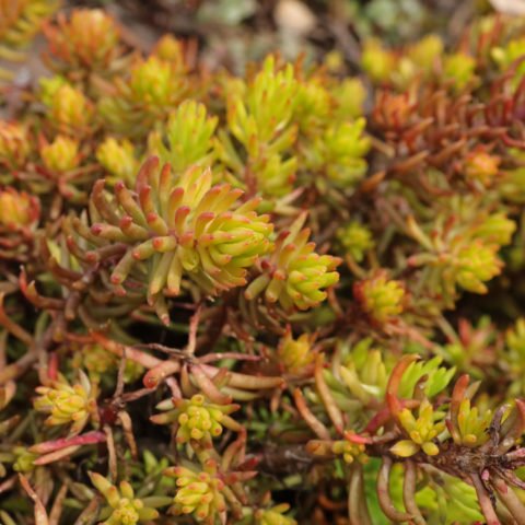 Sedum rupestre Angelina