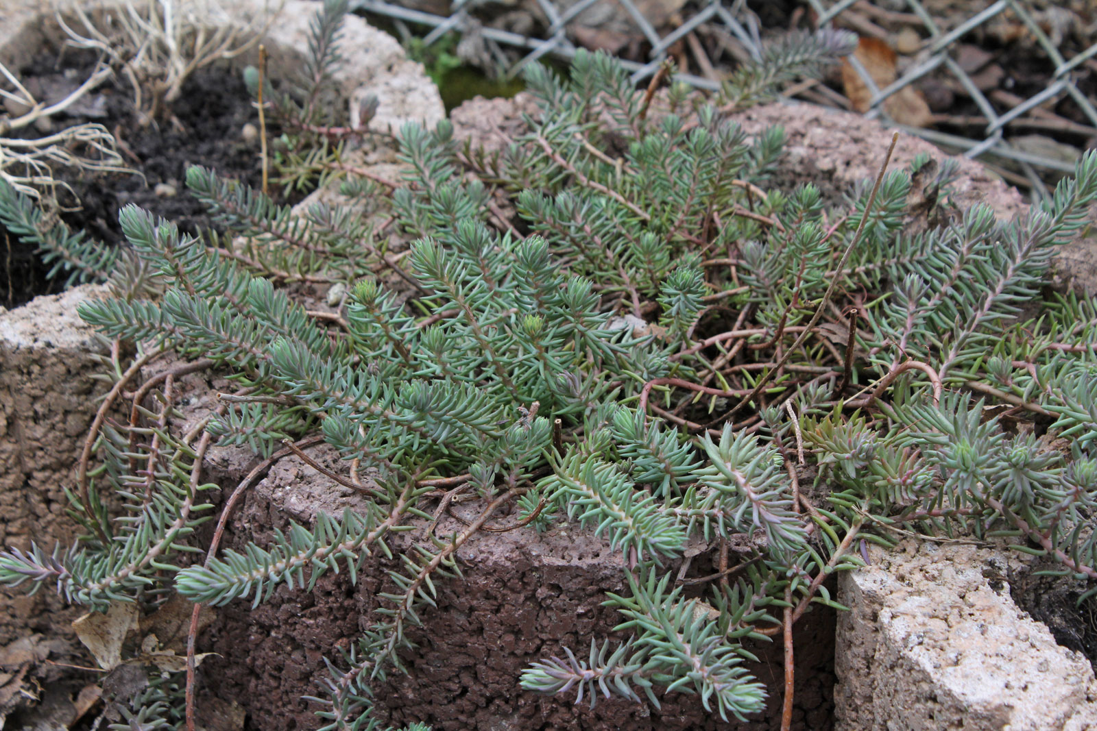 Sedum rupestre