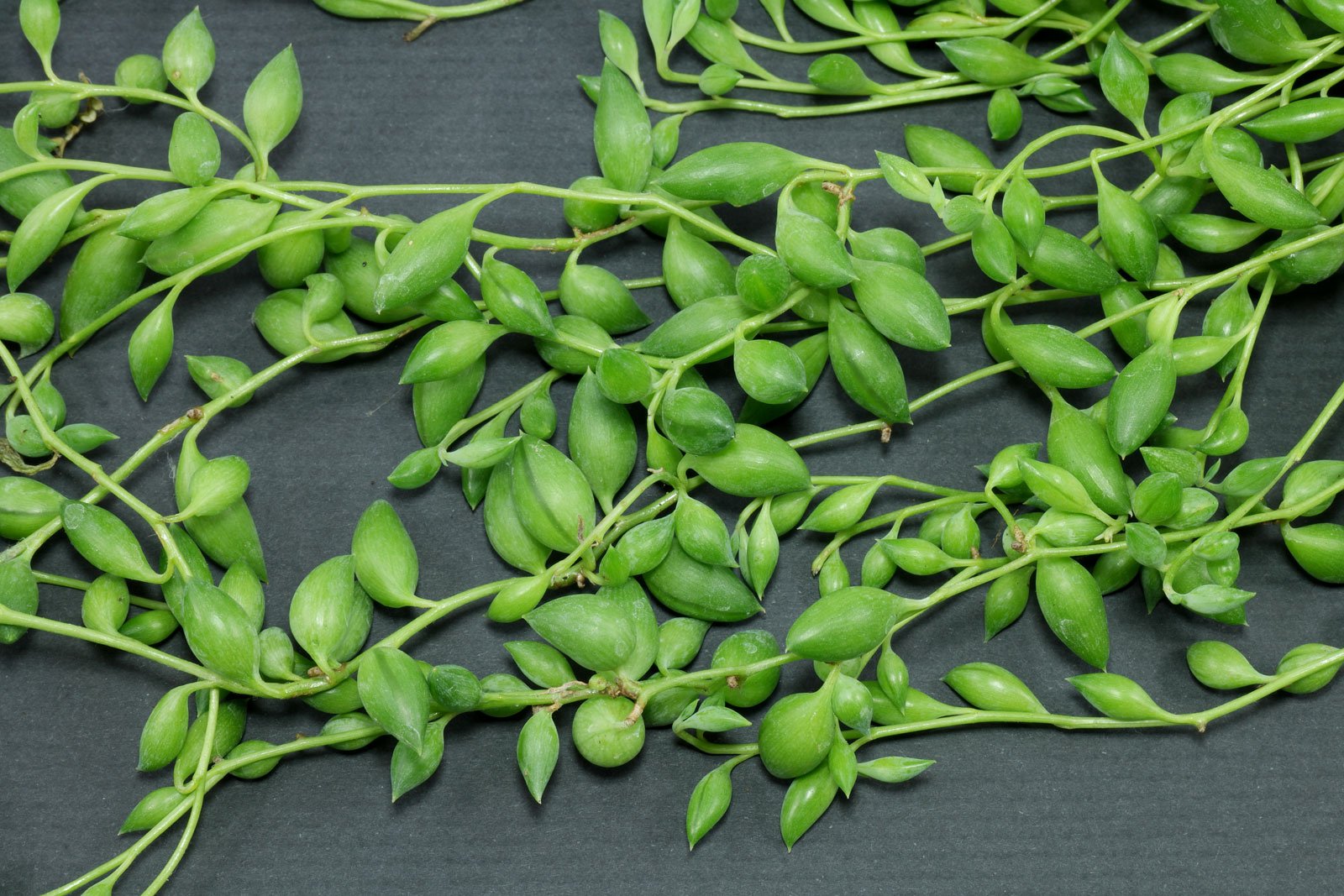 Senecio herreianus