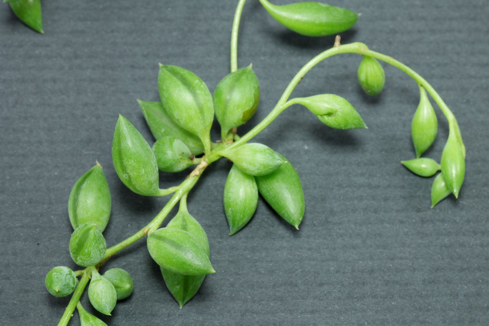 Senecio herreianus