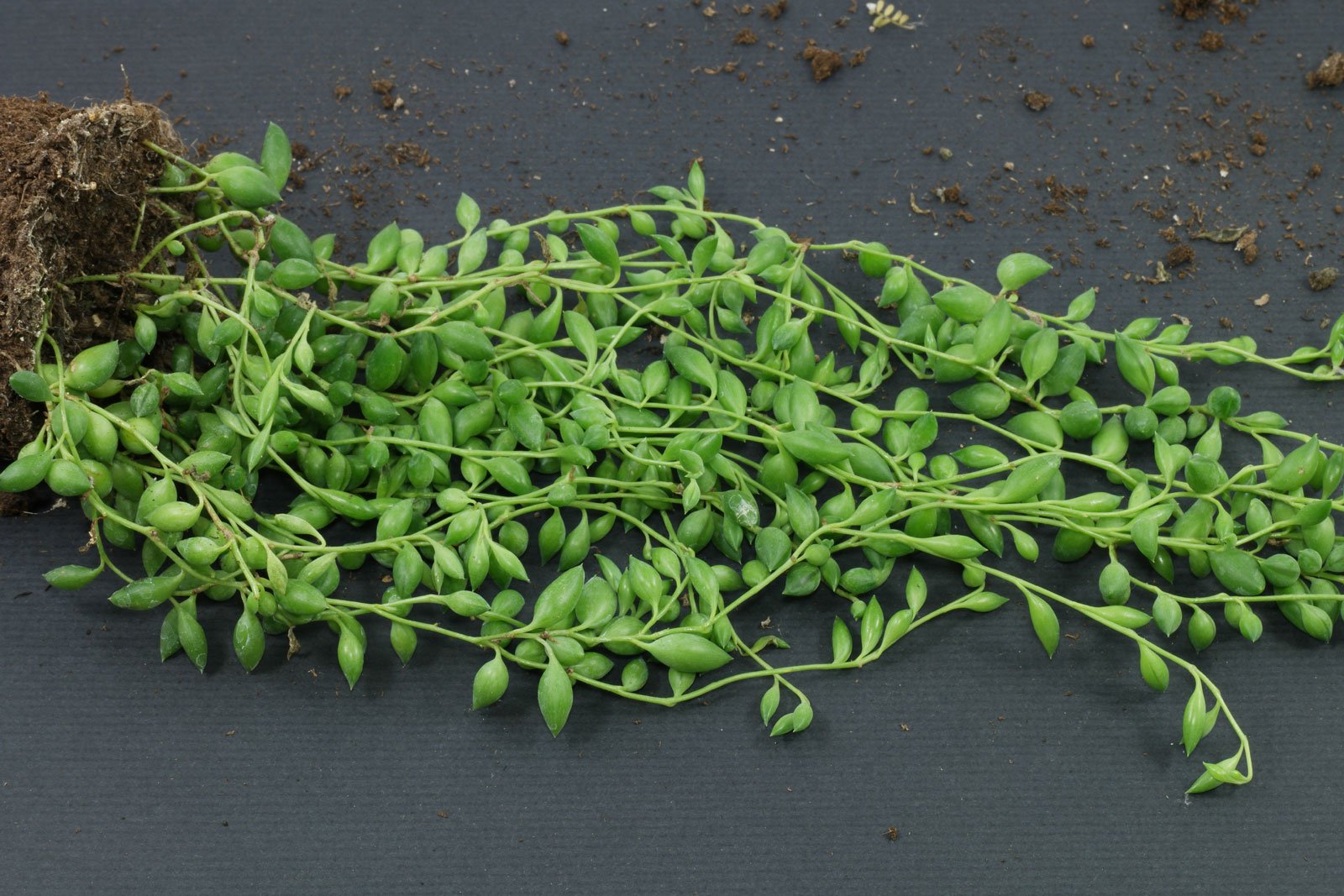 Senecio herreianus