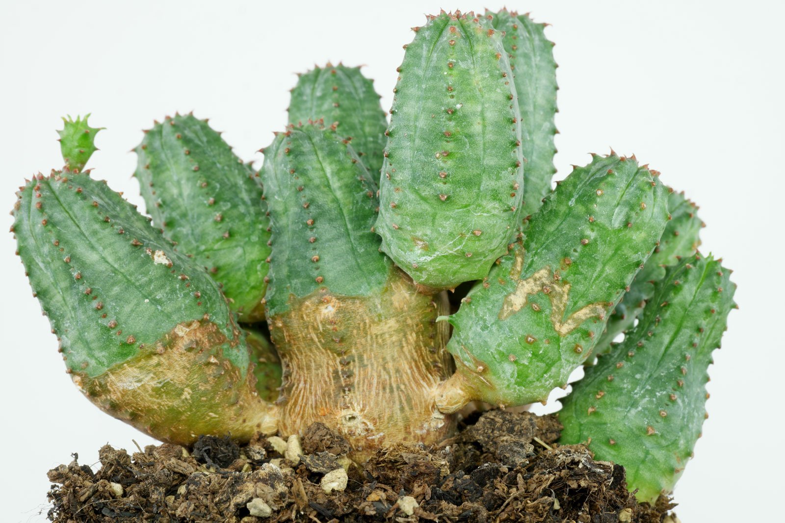 Euphorbia globosa