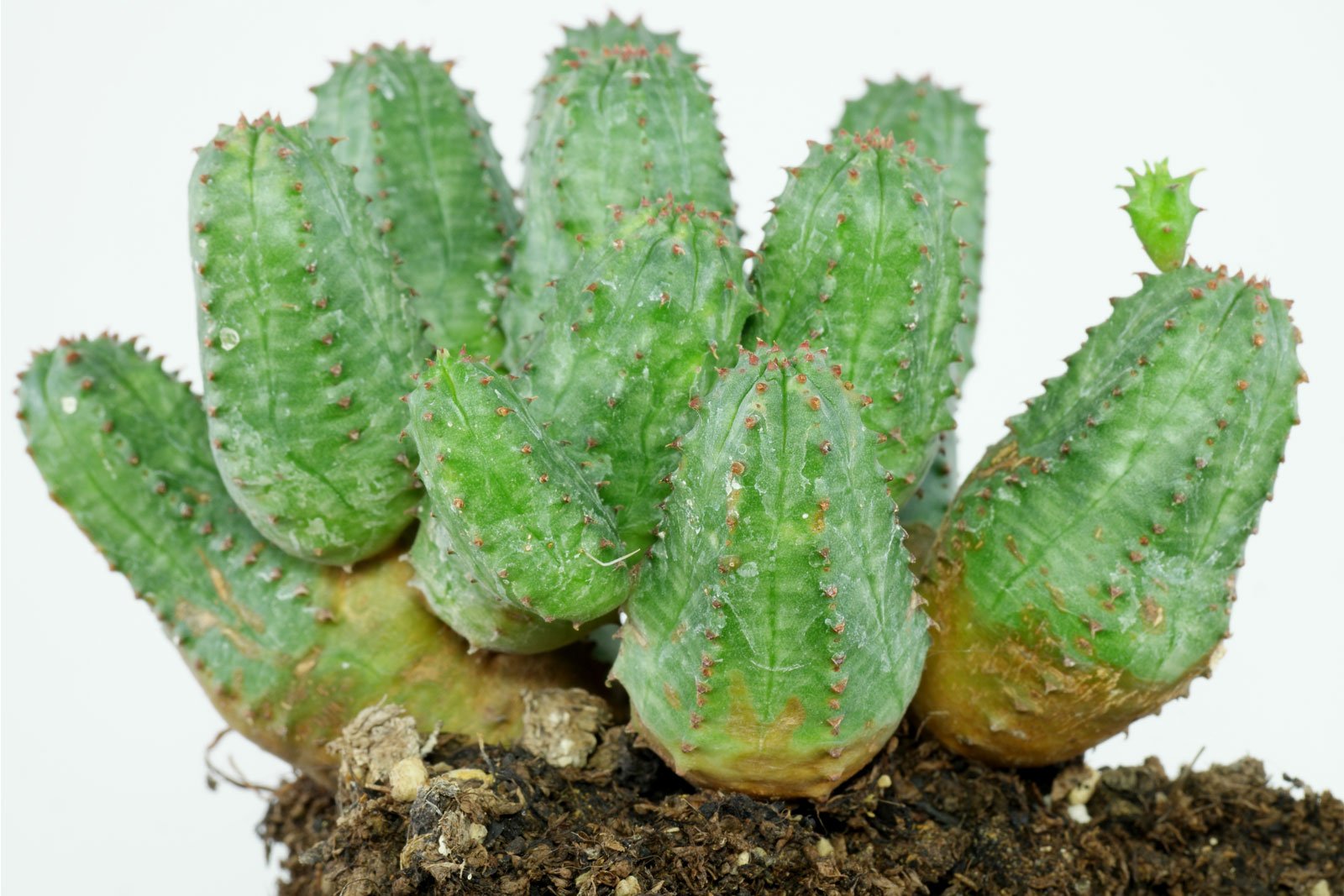 Euphorbia globosa