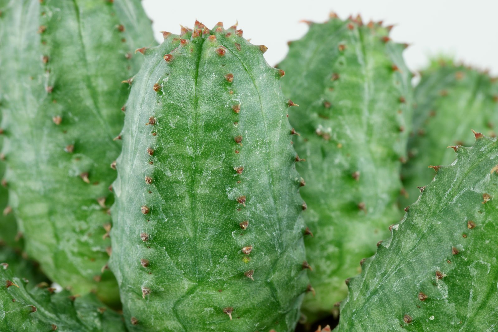 Euphorbia globosa