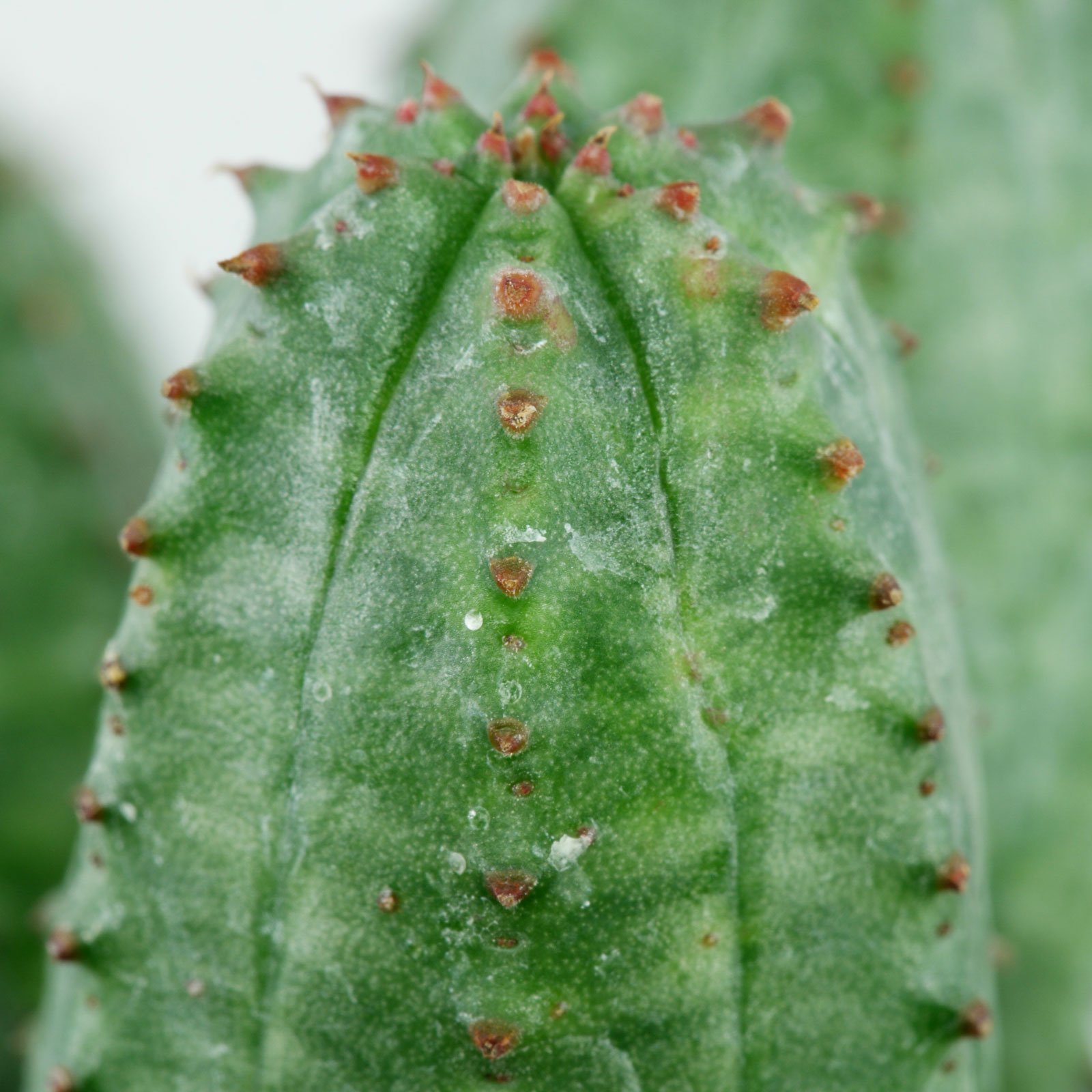 Euphorbia globosa