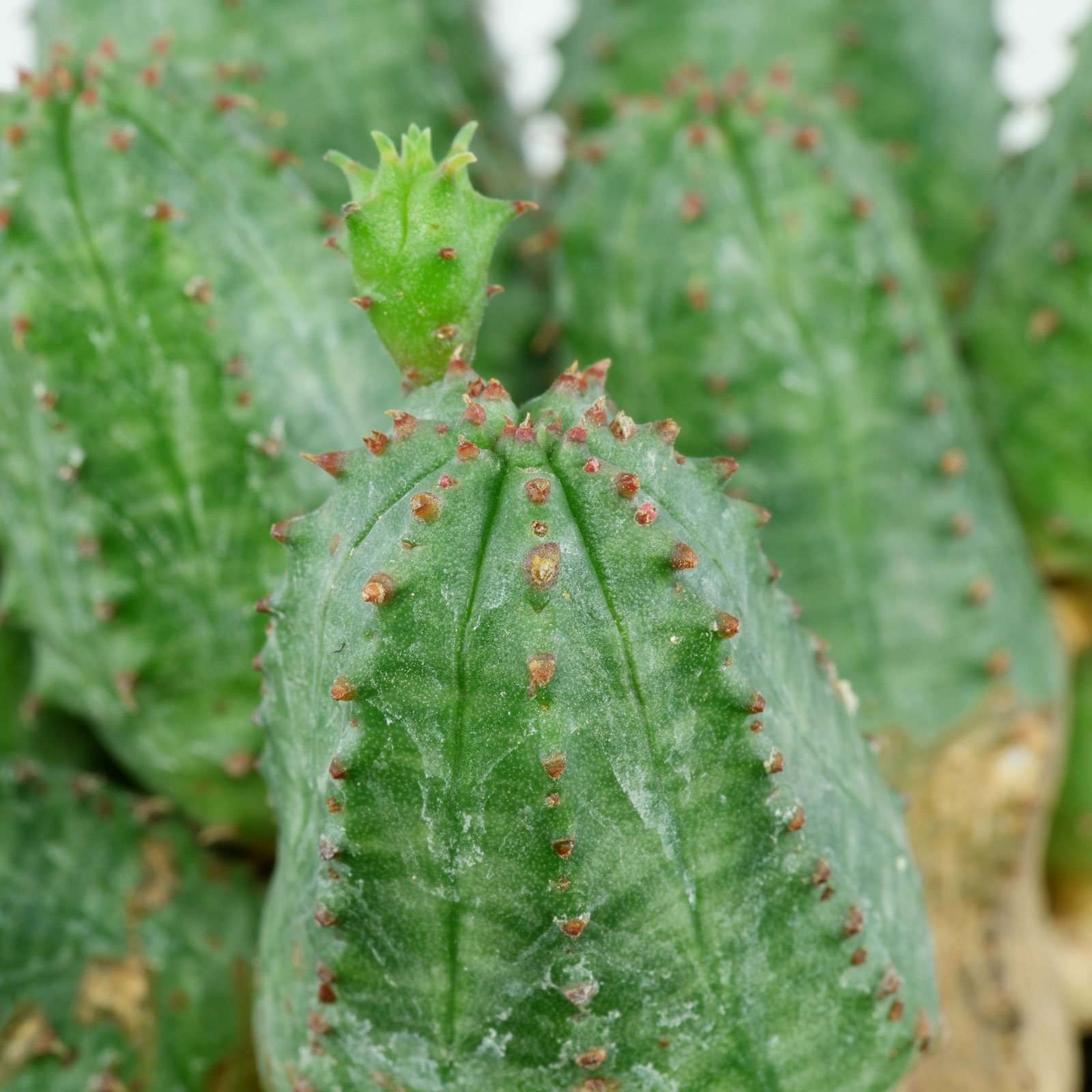 Euphorbia globosa