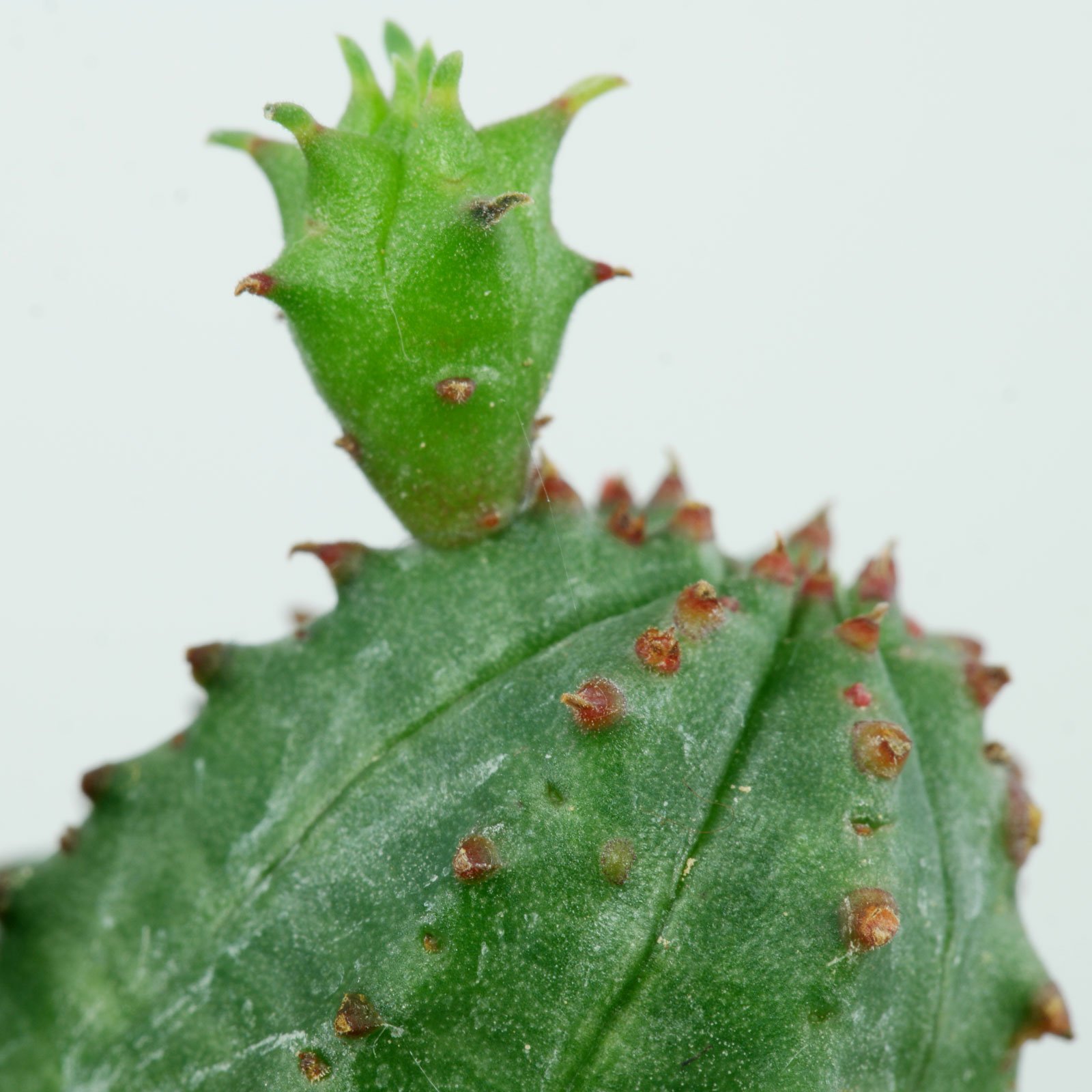 Euphorbia globosa