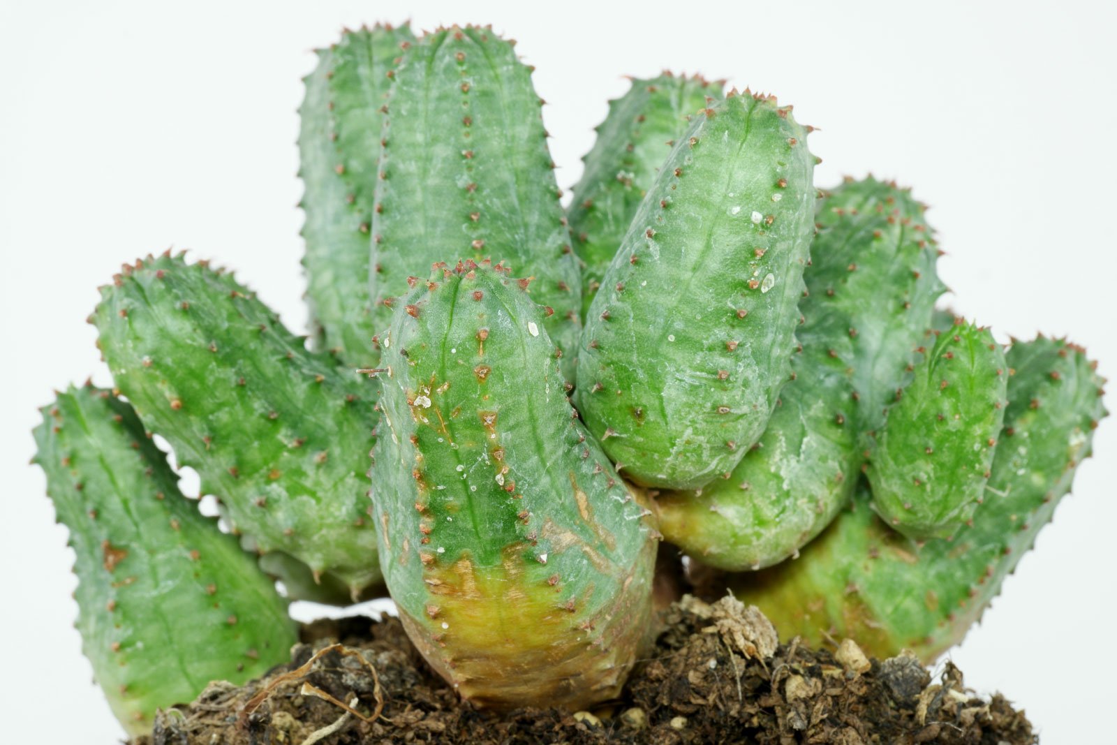 Euphorbia globosa