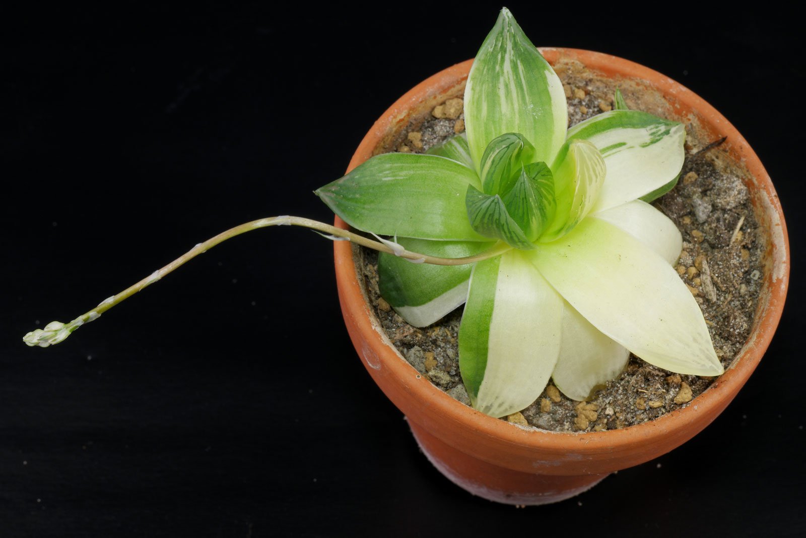 Haworthia cymbiformis Variegata