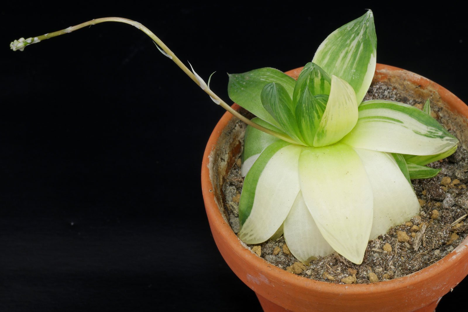 Haworthia cymbiformis Variegata